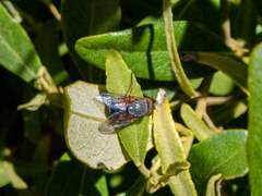 Oestroidea