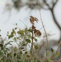 Prinia subflava
