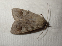 Ammoconia caecimacula