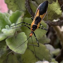 Zelus longipes