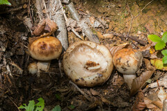Russula grata