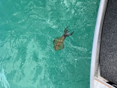 Sepioteuthis australis