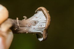 Craterellus cinereus