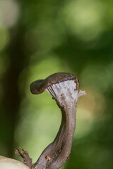 Craterellus cinereus