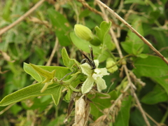 Polybia ignobilis