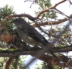 Myadestes townsendi