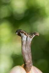 Craterellus cinereus