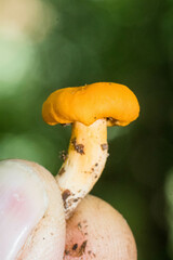 Cantharellus cibarius