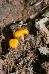 Cantharellus cibarius