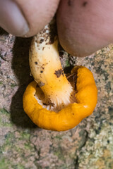 Cantharellus cibarius