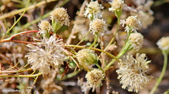 Chaenactis stevioides