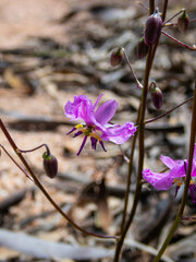 Arthropodium