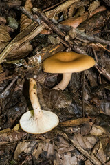 Paralepista flaccida