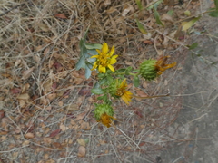 Grindelia camporum