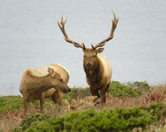 Cervus canadensis nannodes
