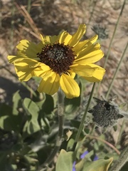 Encelia canescens