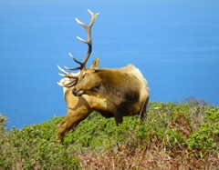 Cervus canadensis nannodes