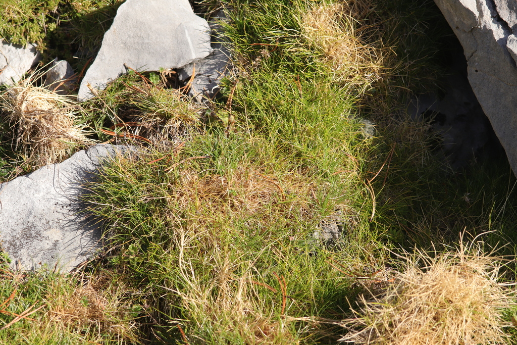 Spiky Fescue