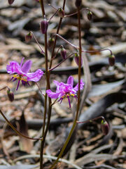 Arthropodium