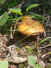 Suillus brevipes