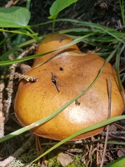 Suillus brevipes