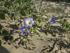 Nolana elegans