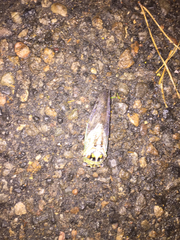 Megatibicen dealbatus