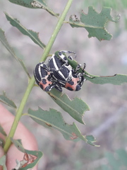 Neodiplogrammus quadrivittatus