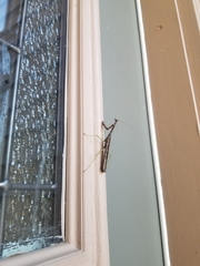 Stagmomantis carolina