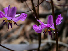 Arthropodium