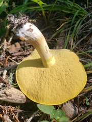 Suillus brevipes