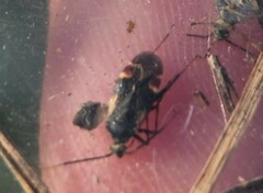 Plagiognathus obscurus