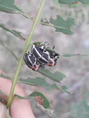 Neodiplogrammus quadrivittatus
