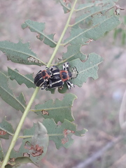 Neodiplogrammus quadrivittatus