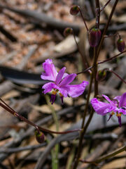 Arthropodium