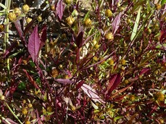 Bidens frondosa
