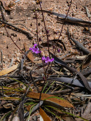 Arthropodium