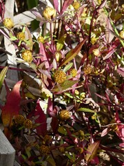 Bidens frondosa