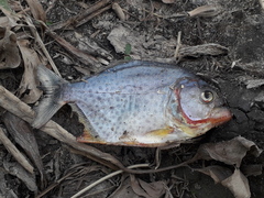 Pygocentrus nattereri