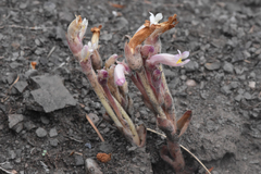 Aphyllon fasciculatum