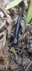 Plethodontinae