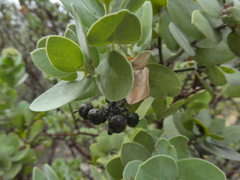 Arctostaphylos auriculata