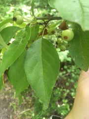 Malus