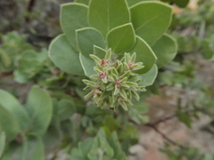 Arctostaphylos auriculata