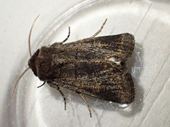 Tholera cespitis