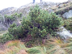 Pinus mugo