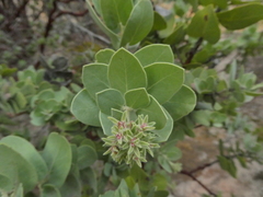 Arctostaphylos auriculata