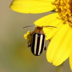 Disonycha glabrata
