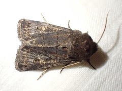 Tholera cespitis