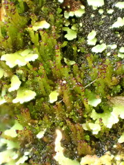 Crossocalyx hellerianus